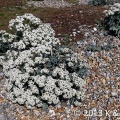 sea kale (Crambe maritina) K & M Noble
